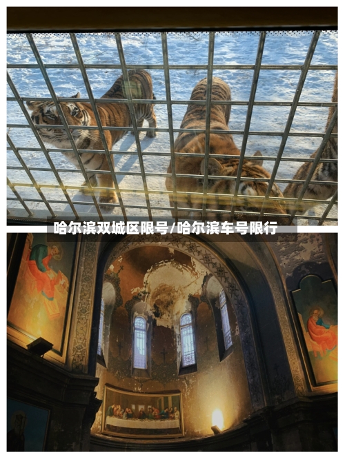 哈尔滨双城区限号/哈尔滨车号限行