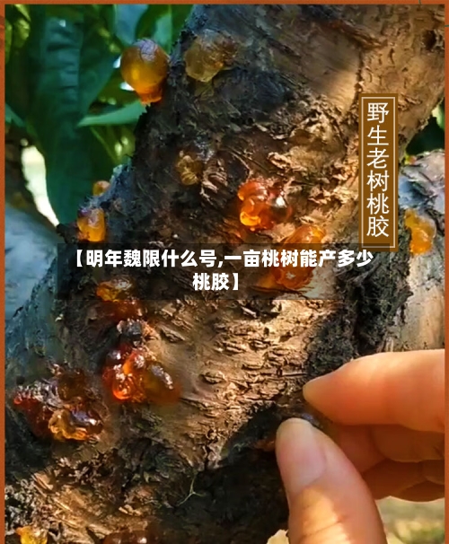【明年魏限什么号,一亩桃树能产多少桃胶】